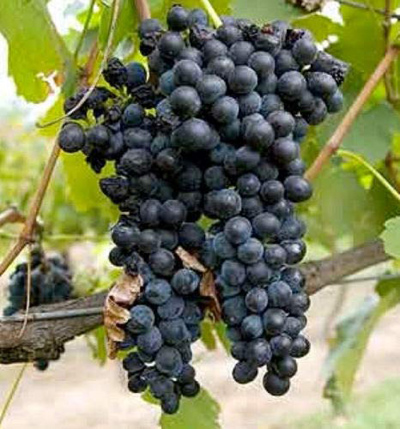 introduction3-shani-grapes1.jpg